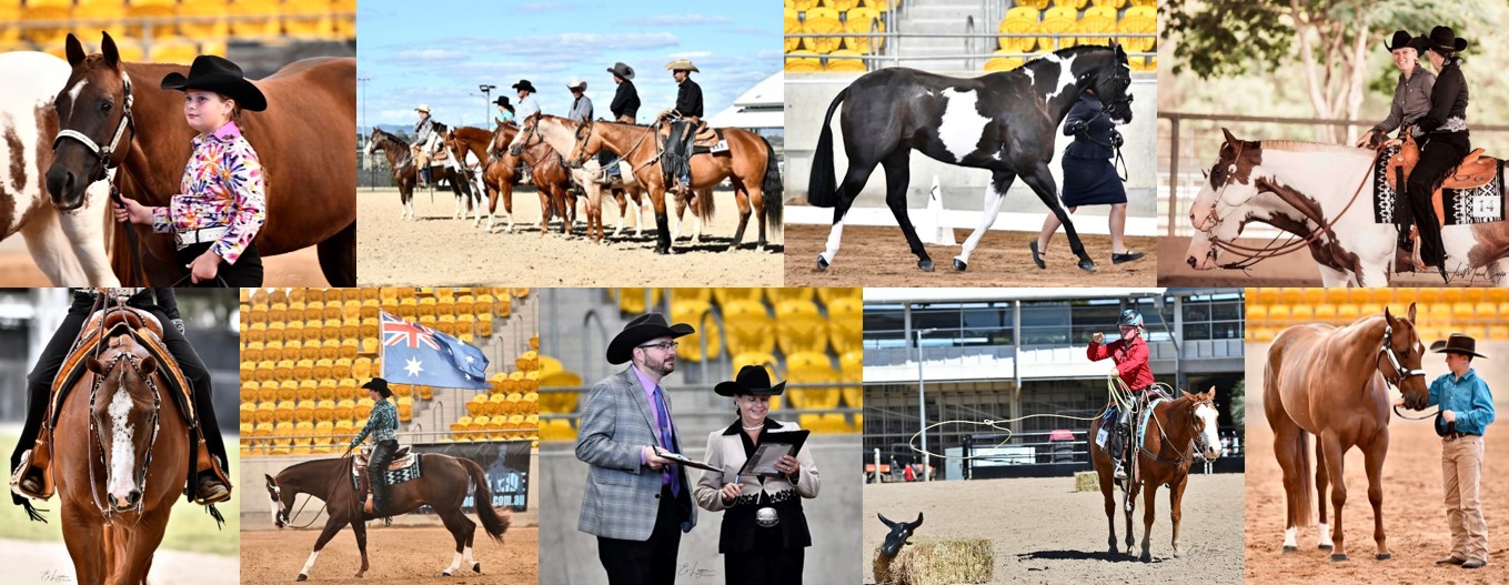 Paint Horse Association of Australia Home